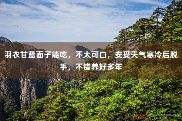 羽衣甘蓝面子能吃，不太可口，安妥天气寒冷后脱手，不错养好多年